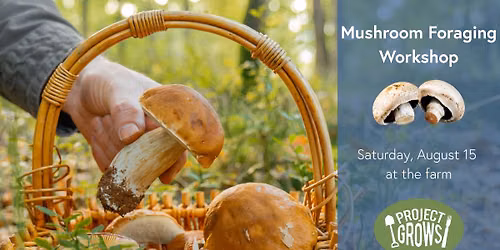 Mushroom Foraging