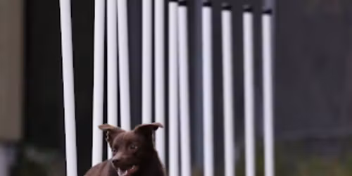 Novemberstevne p\u00e5 SBK 22-23.November