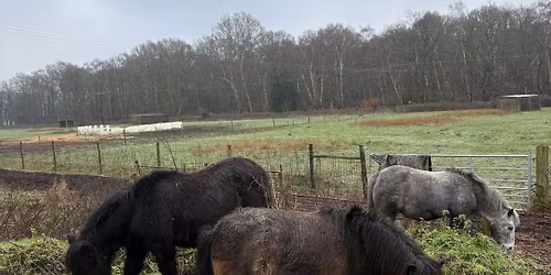 \ud83c\udf38 May Pony Days \ud83c\udf38