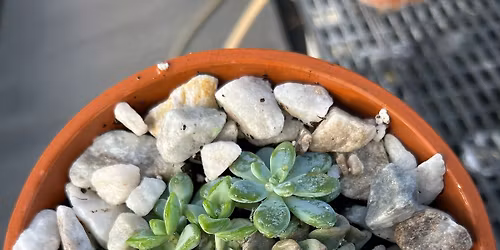 Succulent Pot in a Pot Workshop