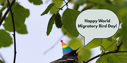 Nature in Your Neighborhood: Birds