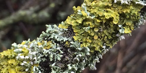 Lichens and liverworts