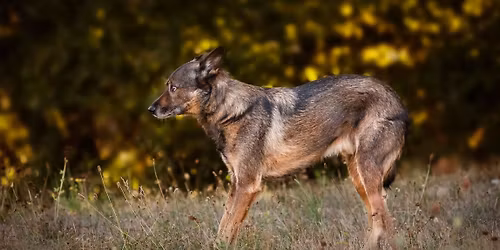 Hunde mit \u00c4ngsten begleiten und unterst\u00fctzen. Seminar mit Katja Schumacher in Berlin.