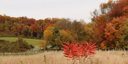 Walk the Seasons Series - Fall Ecology
