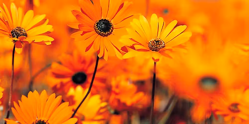 9th Annual Spring Fling Craft & Vendor Fair