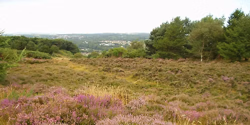 Practical Volunteer Day - Pathside gorse cutting at Kincorth LNR