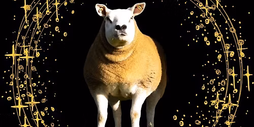 South East Stars In-Lamb Sale 30th December 