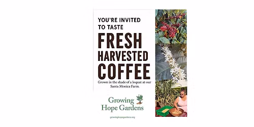 Taste our fresh harvested Santa Monica shade grown coffee