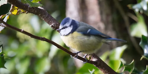Dawn Chorus Walk at Turlin Moor