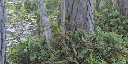 M\u00e4yr\u00e4koirien ja terrierien vesiriistakurssi