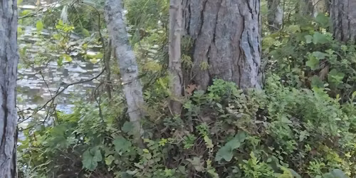 M\u00e4yr\u00e4koirien ja terrierien vesiriistakurssi