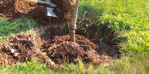 Vente d'arbres fruitiers