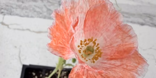 The Autumn Flow Garden Workshop