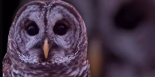 Pattagansett Art Center Owl Meet and Greet