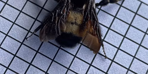 Bumble Bee Atlas Survey