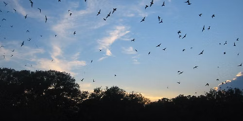 Bat Walk at Lakeshore Nature Preserve