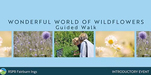 Wonderful World of Wildflowers Guided Walk- RSPB Fairburn Ings