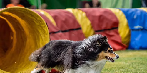 Novemberfest i Dr\u00f8bak