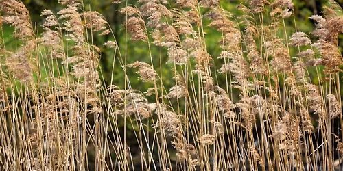 Invasive Species Talk