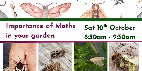 Importance of Moths in your garden