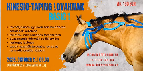 Kinesio-taping lovaknak BASIC 1