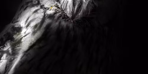 Geisterstunde im Tiergarten