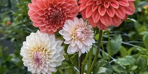Flow with the Flowers - Rise & Bloom