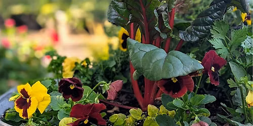 Autumn Annuals Container Gardens \u2013 Early Bird Edition