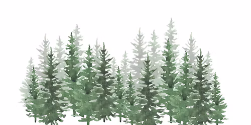 Twigs to Trees: The Pines