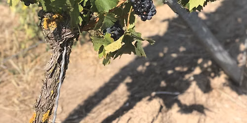 2. Wolfer\u00f6der Weinfest