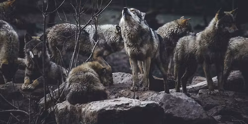 Writing by Instinct: Reawakening the Wild Self