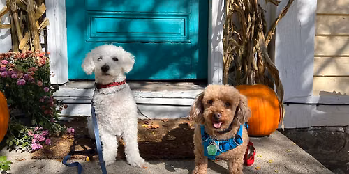 Poodles & Pumpkins