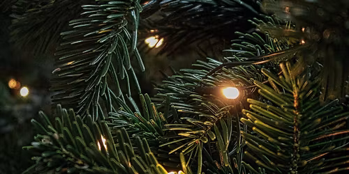 Black Dog Tree Lighting 2025