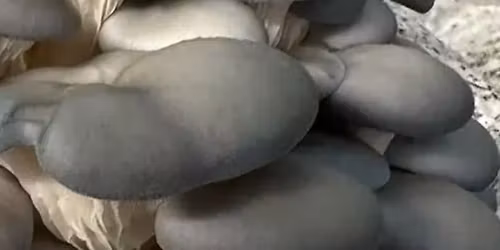 MUSHROOM CULTIVATION 5pm 