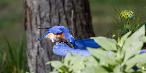 Bird-Friendly Gardening and the Bird City Program