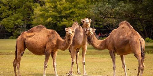 Tag der Brandenburger