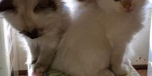 Tractor Supply Adoptions 