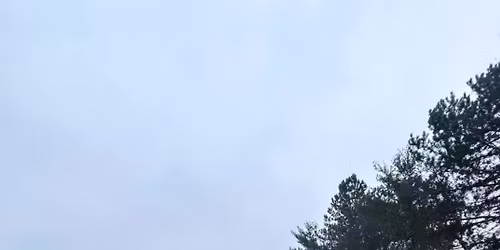 Packwalks (Socialization Training)