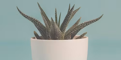 Succulent 101 Class
