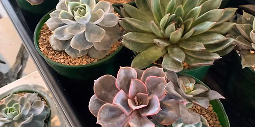 Succulent Pot-Up! DIY