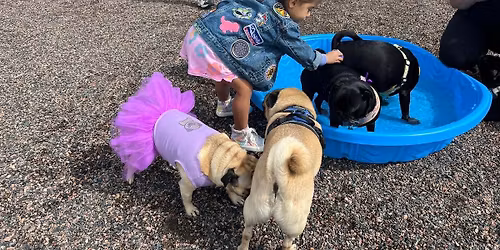 May Pug Meetup \u2600\ufe0f\ud83d\udca6 