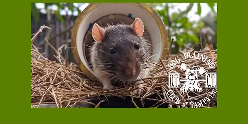 Intro to Barn Hunt - see schedule in details