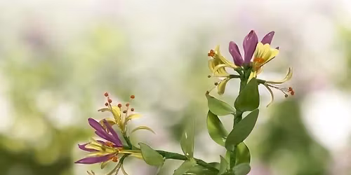 Honeysuckle Resin Flowers Workshop