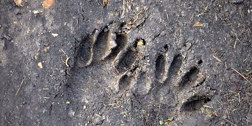 Wild Animal Tracks