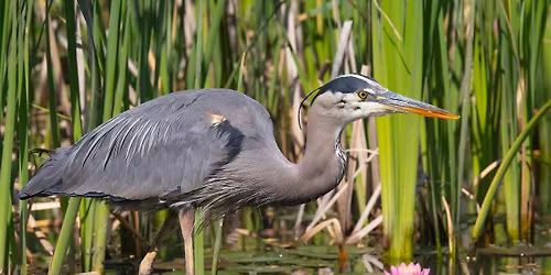 Spring Bird Photography at Great Blue Heron Rookery