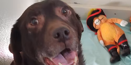 Tracey's Hope Designer Purse Bingo