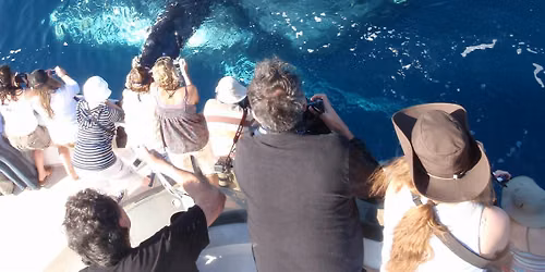Whale Watching & Dolphin Cruises-$25 Special