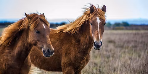Ponies of the New Forest National Park Day Hike
