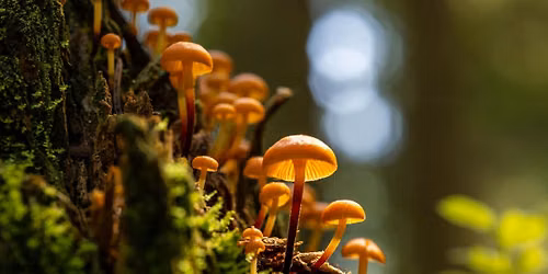 Cemetery Fungi Walk