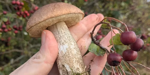 Fungi Sunday at Herne